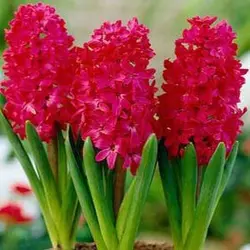 پیاز سنبل هلندی قرمز رقم جان بوس