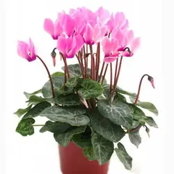 پیاز سیکلامن مینیاتوری رقم Hederifolium سایز درشت