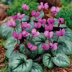 پیاز سیکلامن مینیاتوری رقم Hederifolium سایز درشت