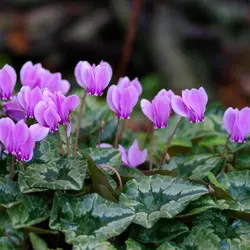 پیاز سیکلامن مینیاتوری رقم Hederifolium سایز درشت