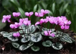 پیاز سیکلامن مینیاتوری رقم Hederifolium سایز درشت