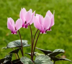 پیاز سیکلامن مینیاتوری رقم Hederifolium سایز درشت