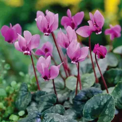 پیاز سیکلامن مینیاتوری رقم Hederifolium سایز درشت