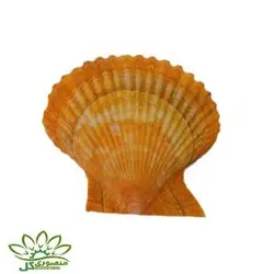 صدف دریایی کد ۰۷۴۳