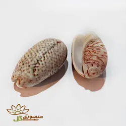 صدف دریایی مالوک متوسط کدs802