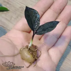 غده جوانه زده زاموفیلیا بلک