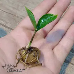 غده جوانه زده زاموفیلیا سبز