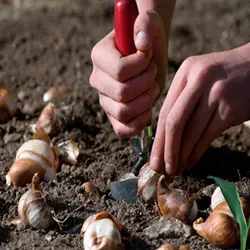 خاک مخصوص کاشت پیاز لاله و سنبل ۲ لیتری