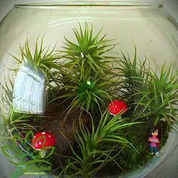 تراریوم گیاهان هوازی