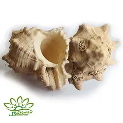 صدف دریایی ۰۵۴۴