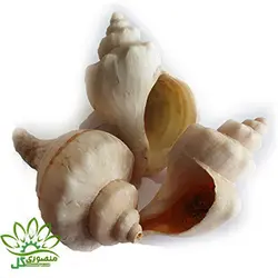 صدف دریایی ۰۵۴۶