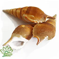 صدف دریایی ۰۵۴۹