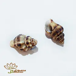 صدف دریایی شیپوری کوچک کدs805