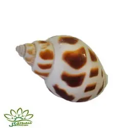 صدف دریایی کد ۰۷۳۱