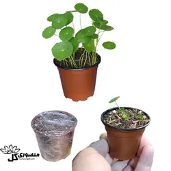 ریزوم کاشته شده گیاه هیدروکوتیل با گلدان 6