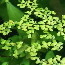 گیاه آبزی عدسک ۵۰۰ عددی