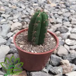 کاکتوس خیاری