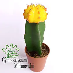 کاکتوس هلندی ژیمینو پیوندی رنگ زرد