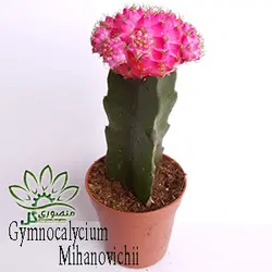 کاکتوس هلندی ژیمینو پیوندی رنگ صورتی