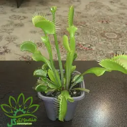 گیاه گوشتخوار ونوس بالارونده