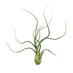 گیاه هوازی تیلاندزیا بالبوسا