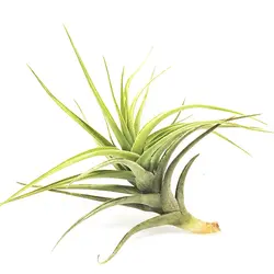 گیاه هوازی تیلاندزیا برگری کوچک