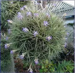 گیاه هوازی تیلاندزیا برگری کوچک