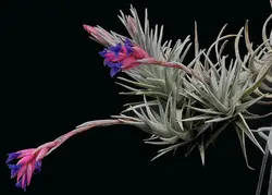 گیاه هوازی تیلاندزیا برگری کوچک