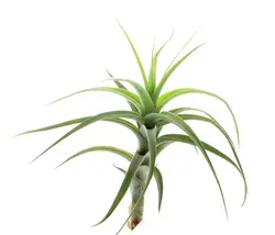 گیاه هوازی تیلاندزیا برگری کوچک