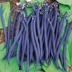 لوبیا بنفش پاکوتاه غلاف بلند