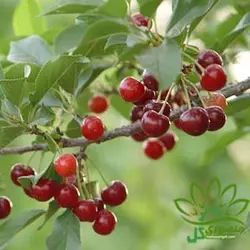 نهال آلبالو مجاری