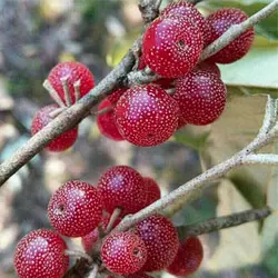 نهال انگور هندی