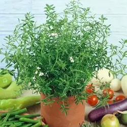 بذر مرزه اسپانیایی