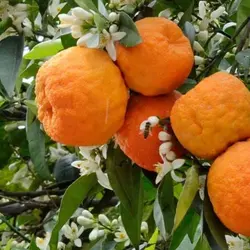 بذر نارنج درجه یک