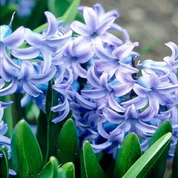 پیاز گل سنبل ایرانی بسته 100 عددی