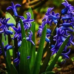 پیاز گل سنبل ایرانی بسته 100 عددی