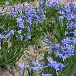 پیاز گل سنبل ایرانی بسته 100 عددی