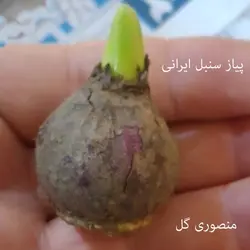 پیاز گل سنبل ایرانی بسته 100 عددی