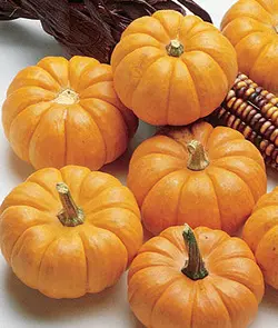 بذر کدو حلوایی مینیاتوری رقم جک کوچک