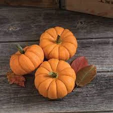 بذر کدو حلوایی مینیاتوری رقم جک کوچک