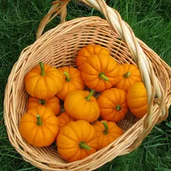 بذر کدو حلوایی مینیاتوری رقم جک کوچک