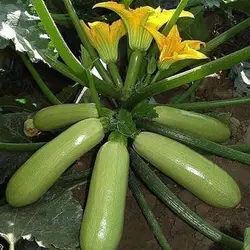 بذر کدو خورشتی سبز هیبرید پرمحصول