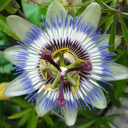 بذر گل ساعتی بسته 500 عددی