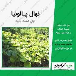 نهال گلدانی پالونیا (پائولونیا) - کشت بافت