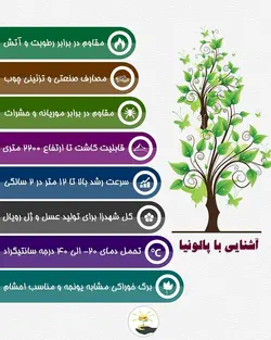 نهال گلدانی پالونیا (پائولونیا) - کشت بافت
