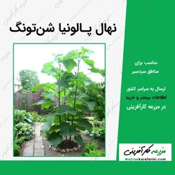 نهال پالونیا شان تونگ (شن تونگ)