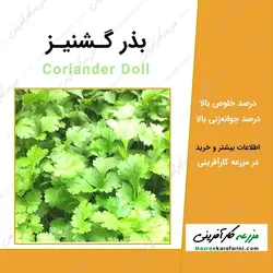 بذر گشنیز