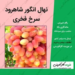 نهال انگور سرخ فخری-انگور قرمز شاهرودی