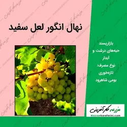 نهال گلدانی انگور لعل سفید (لعل سبز)