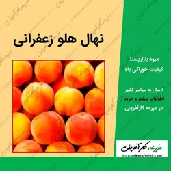 نهال گلدانی هلو زعفرانی